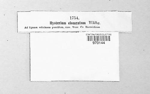 Hysterium elongatum image
